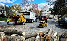 Best Tree Trimming and Pruning  in Normandy, MO